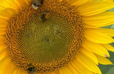 Gut Groß Fedderwarden, Ferienwohnung Emma - Photo 19
