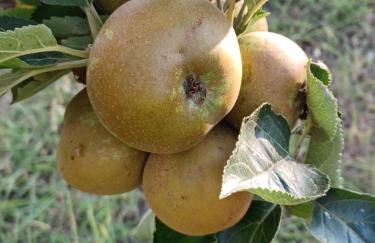 Quinta do Regalo - Foto 77