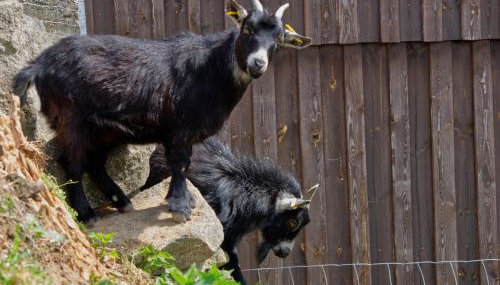 Birkholmhof - Foto 5