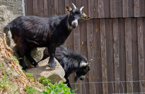 Birkholmhof - Foto 5