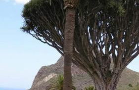 Paraiso de Anaga - Foto 11