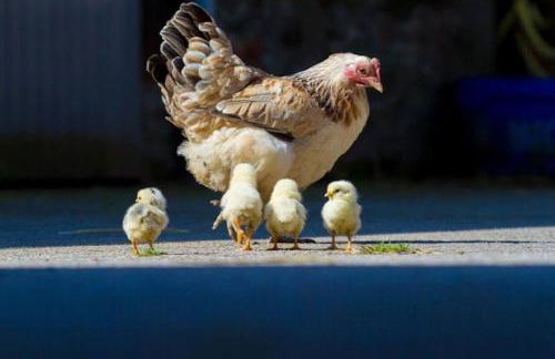 Old Leckie Farmstay - Foto 35