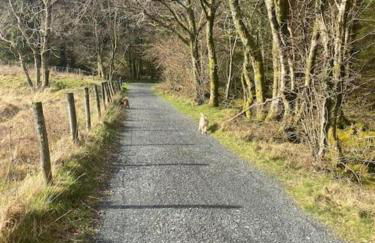 Love Lane Cottage Dolgellau - Foto 26