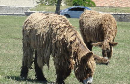 Une pause à LA FLOTTE en RE - Foto 36