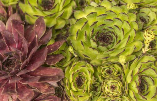 Village Miljavci - Photo 55