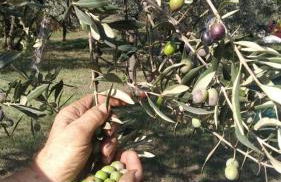 Agriturismo La Terrazza su Farfa - Foto 41