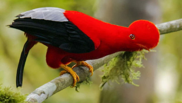 Zoo Gallito de las Rocas