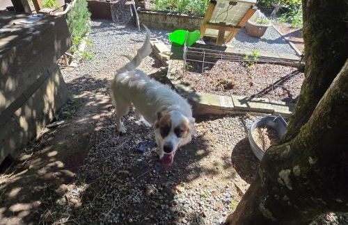 Secluded Off-Grid Retreat> Cabins+Hiking+Waterfall - Foto 43