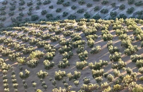 Dehesilla Olive Orchard Retreat - Foto 78