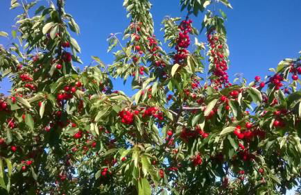 Casa Rural la Vallejera - Foto 86