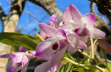 Sítio Espatódea - Foto 37