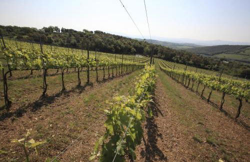 Agriturismo Belvedere Di Pierini E Brugi - Foto 55