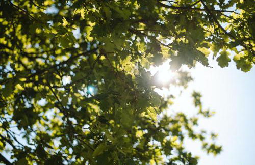 Ferienhaus Fichtenhütte - Foto 50
