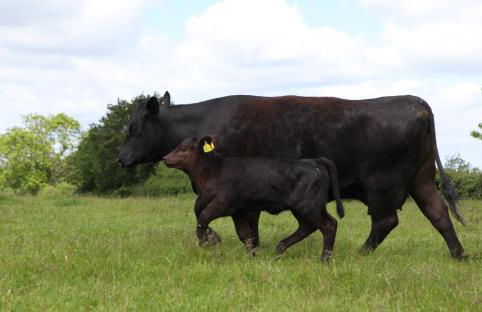 the abberton shepherds hut - Foto 15