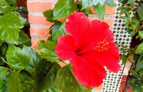 Plaza del Pacifico La Bazana - Foto 5