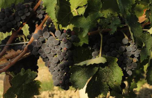 Agriturismo Casa Rosa - Foto 26