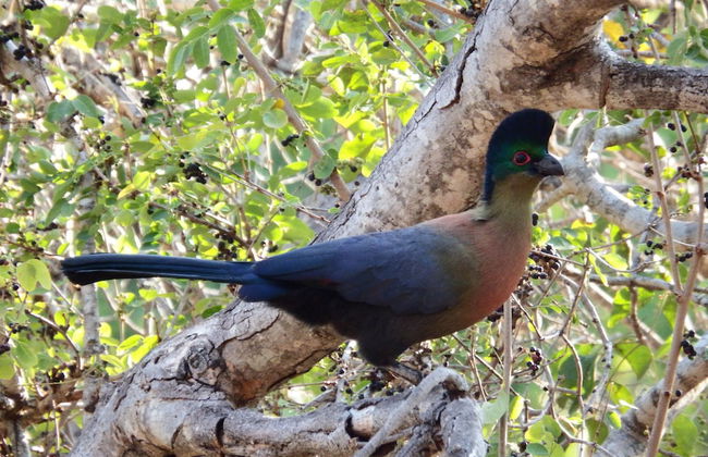 Blyde River Cabin Guesthouse - Foto 24