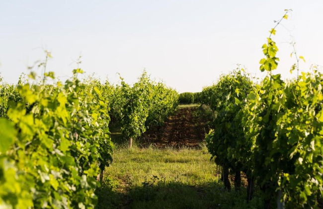 Camiran Escape: Wine & Calm - Foto 57