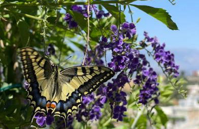 House of sunset 2 Sivas - Photo 42