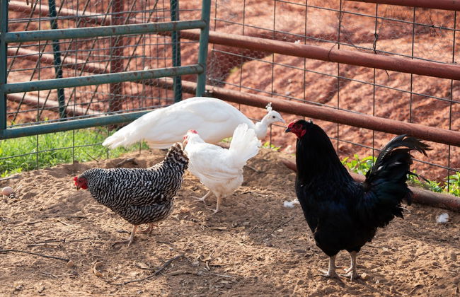 Peaceful Luxurious Ranch Family Reunion - Photo 54