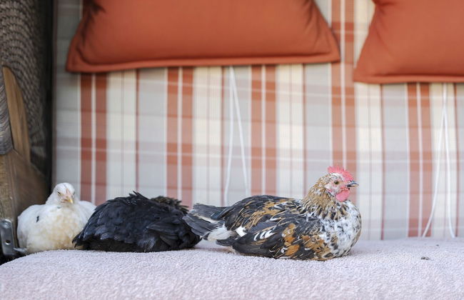 Cosy Flat in South Limburg Near Maastricht - Foto 56