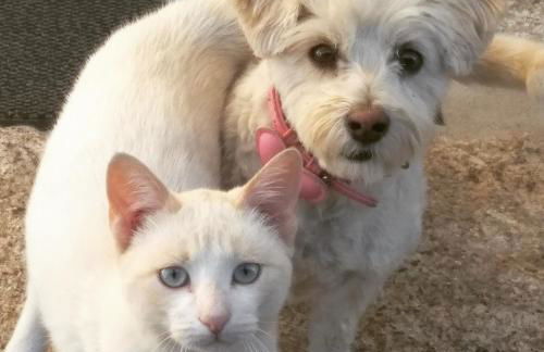 Carvalhal Redondo - Farm House - Foto 37