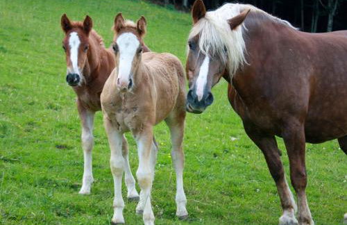 Apartment Schmalzenhof by Interhome - Foto 40