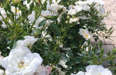 Kranichstube - Photo 12