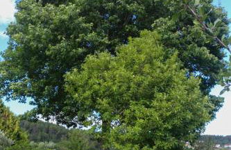 Casa Campo das Bizarras - Foto 86