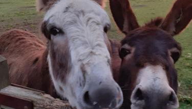 Glamping at the Retreat Wiltshire is rural bliss - Foto 5