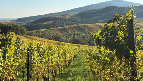 Gîte du Fronholz - Maison alsacienne avec jardin et service traiteur - Foto 5
