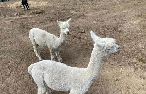 Ferienhaus im Fischersteig - Foto 30