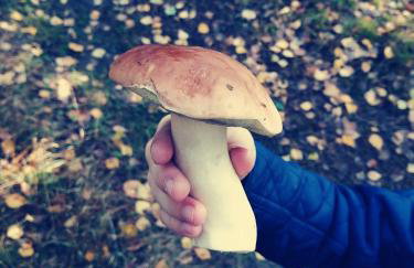 Mazurska Niwa - Foto 10