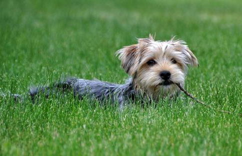 Bosco Della Spina - Foto 27