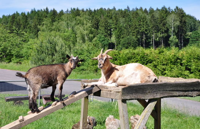 Campingplatz Am Waldbad - Foto 11