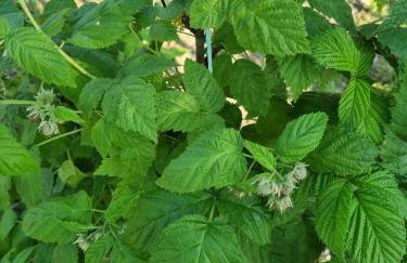 Apartman Goran - 130m Radiochirurgia - Foto 67