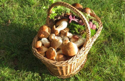 Ferienwohnung am Wald - Foto 20