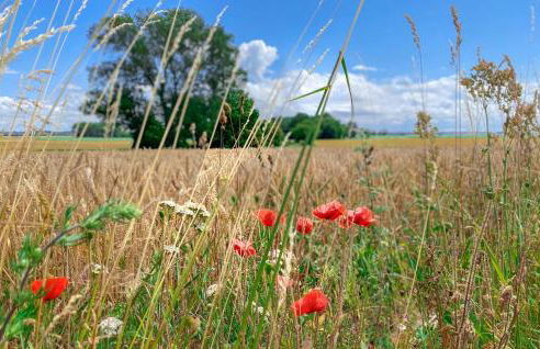 Meeresbrise - Foto 34