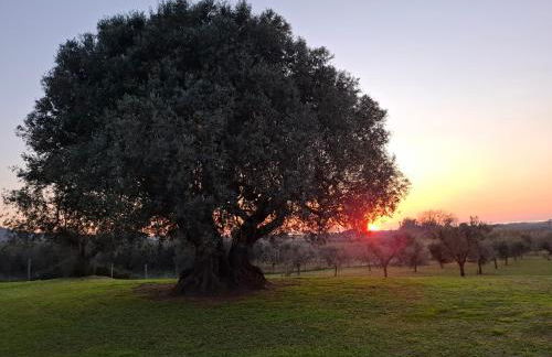 Agriturismo IL VECCHIO OLIVO - Foto 40