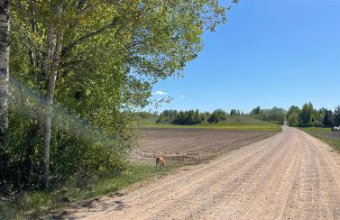 Na domek do Pati - Foto 31