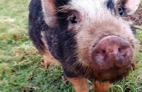 Yetland Farm Holiday Cottages - Foto 24