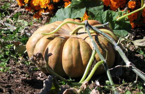 Historic Cabin near Luray Caverns Perfect for a Family Vacation in Virginia - Foto 11