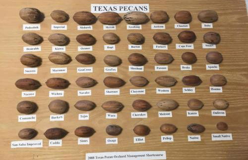 Bird House Countryside Pecan Farm 14acre San Marcos - Foto 54