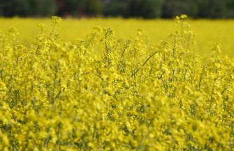 Ferienwohnung im Grünen - Hof Blohme - Foto 33