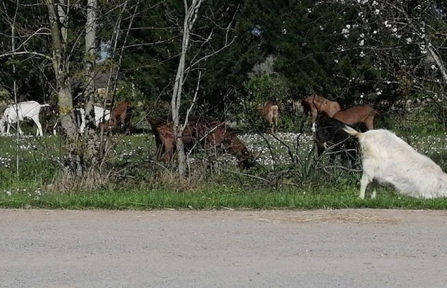 Ferme du Caroire - Foto 25