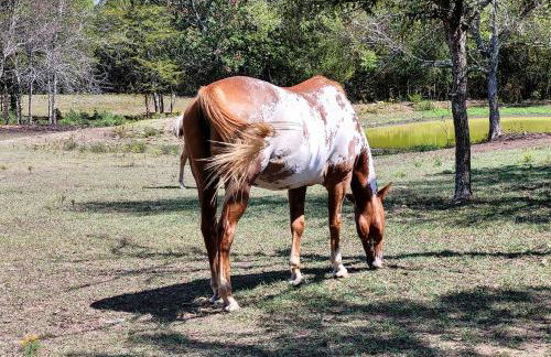 Hand-Built Black Fork Cabin 2 with Fire Pit! - Foto 30