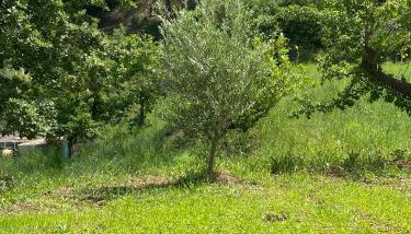 Tenute Lomasi - Villa vicino Cefalù con piscina - Foto 4
