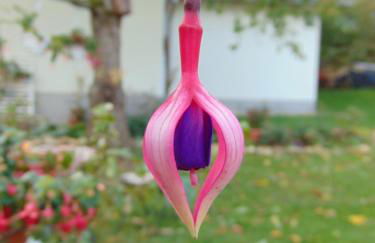 Obere Ferienwohnung Asshoff zwischen Odenwald, Taubertal und Bauland - Foto 14