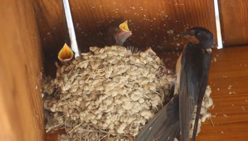 GITE MONTGOLFIÈRE 6 PERSONNES - Foto 3, Garden