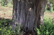 Casa della Nonna - Foto 59